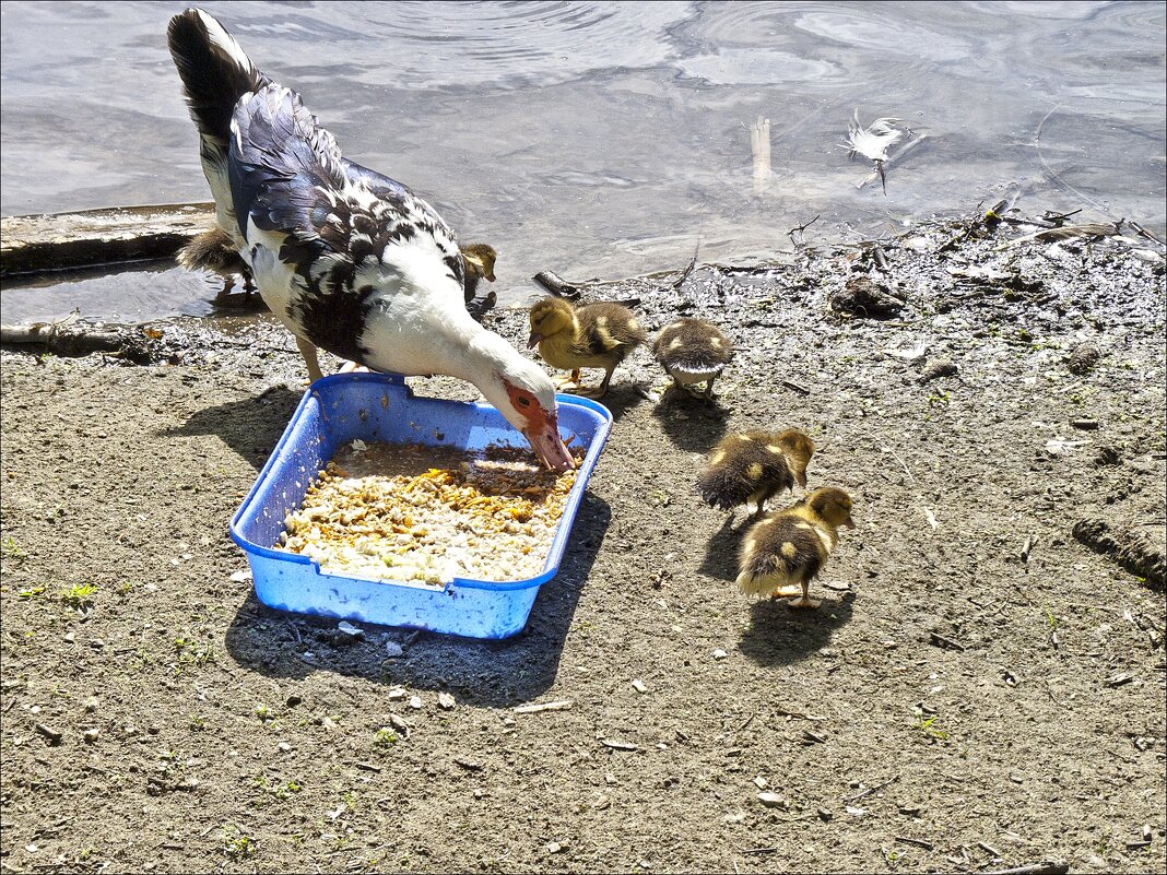 Выводок - Валентина *