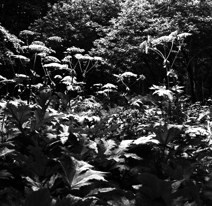 1. Борщевик. - Василий Палий 1. Борщевик. - Василий Палий