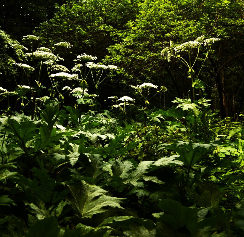 2. Тот же борщевик в цвете. - Василий Палий