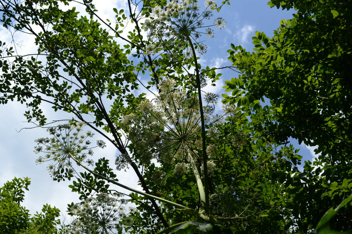 5. Борщевик в цвете. Вид снизу. - Василий Палий 5. Борщевик в цвете. Вид снизу. - Василий Палий