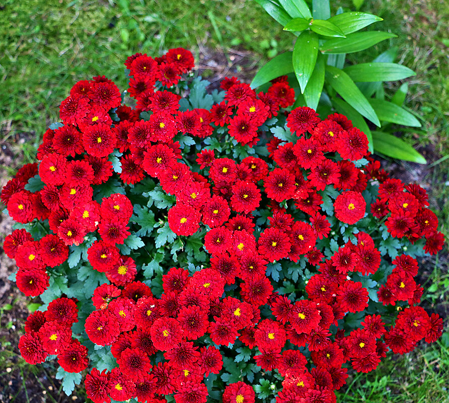 *** - Светлана 