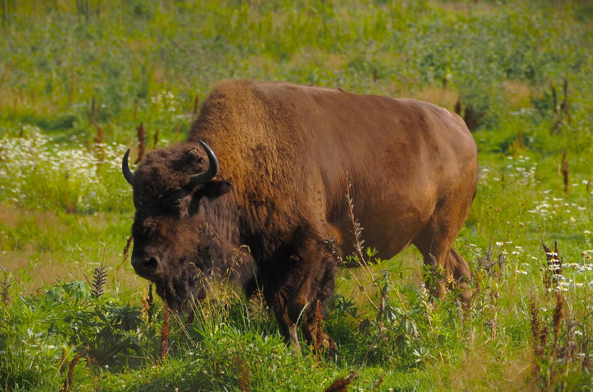 Мощь и сила - Магомед . Мощь и сила - Магомед .