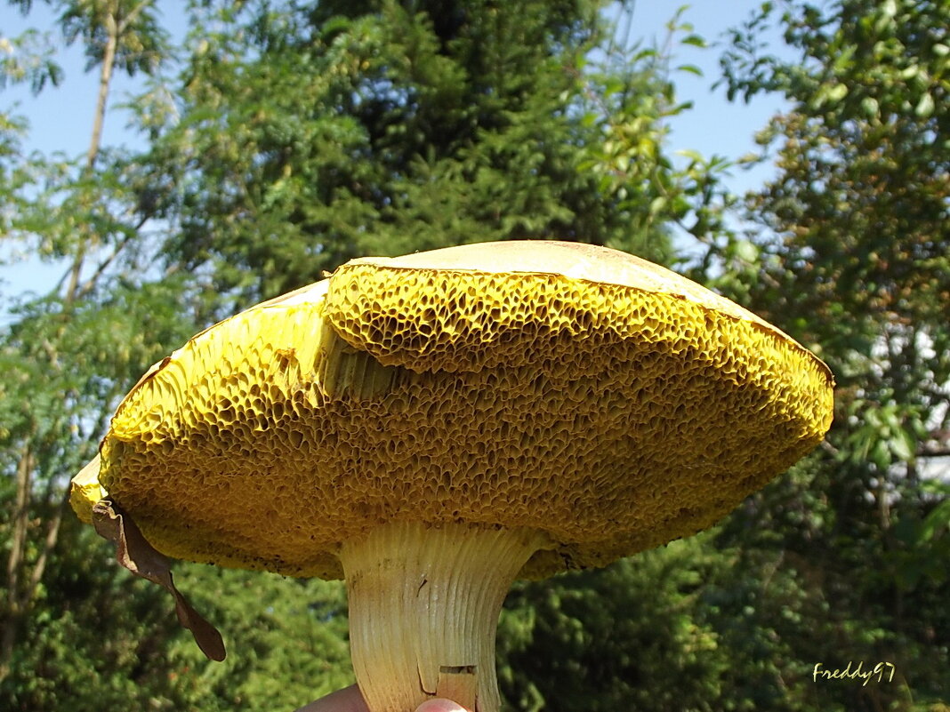 Большой и чистый - Freddy 97