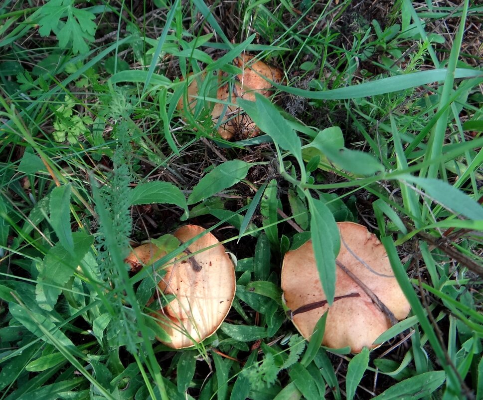 Маслята - Антонина Гугаева