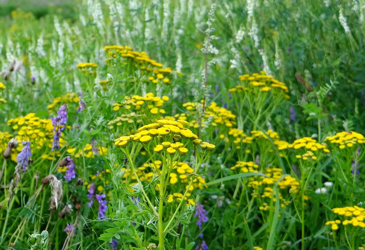 Летняя красота полей - Антонина Гугаева