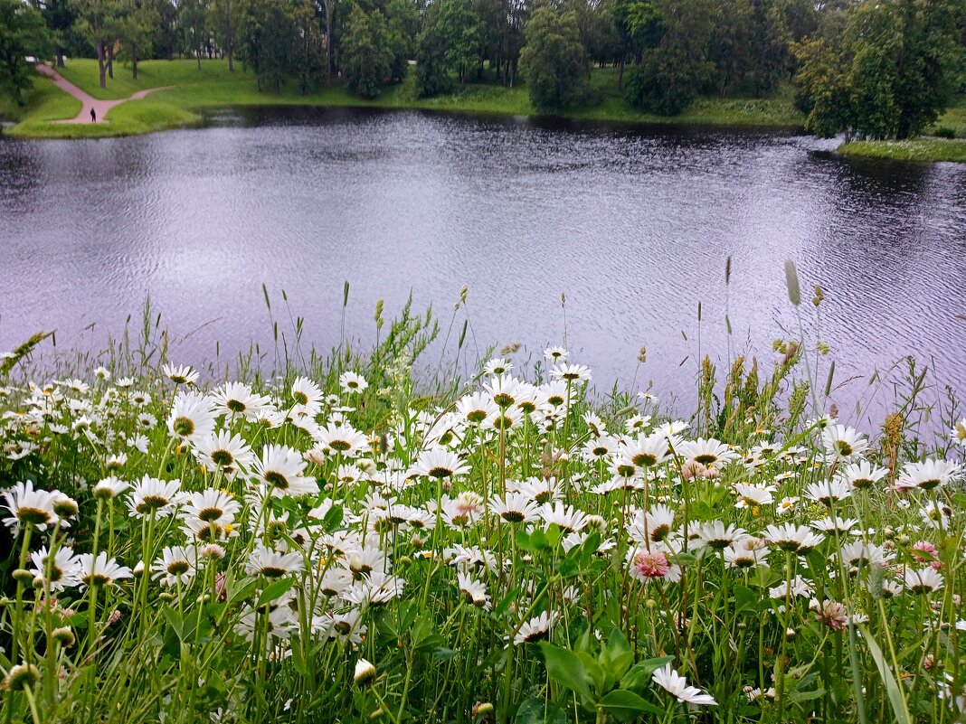 Ромашки на берегу Нижнего пруда. - Лия ☼