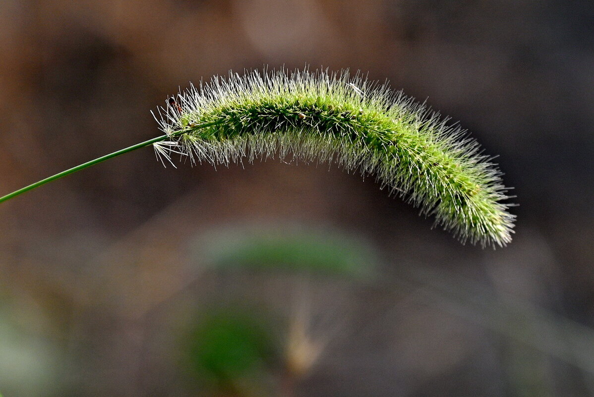 *** - Николай Саржанов *** - Николай Саржанов