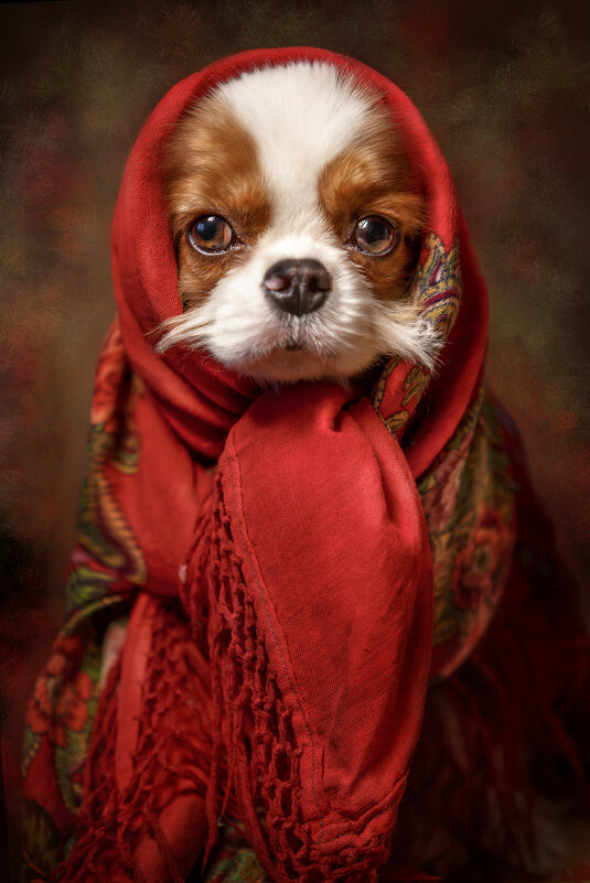 Яшка - наталья жданюк Яшка - наталья жданюк