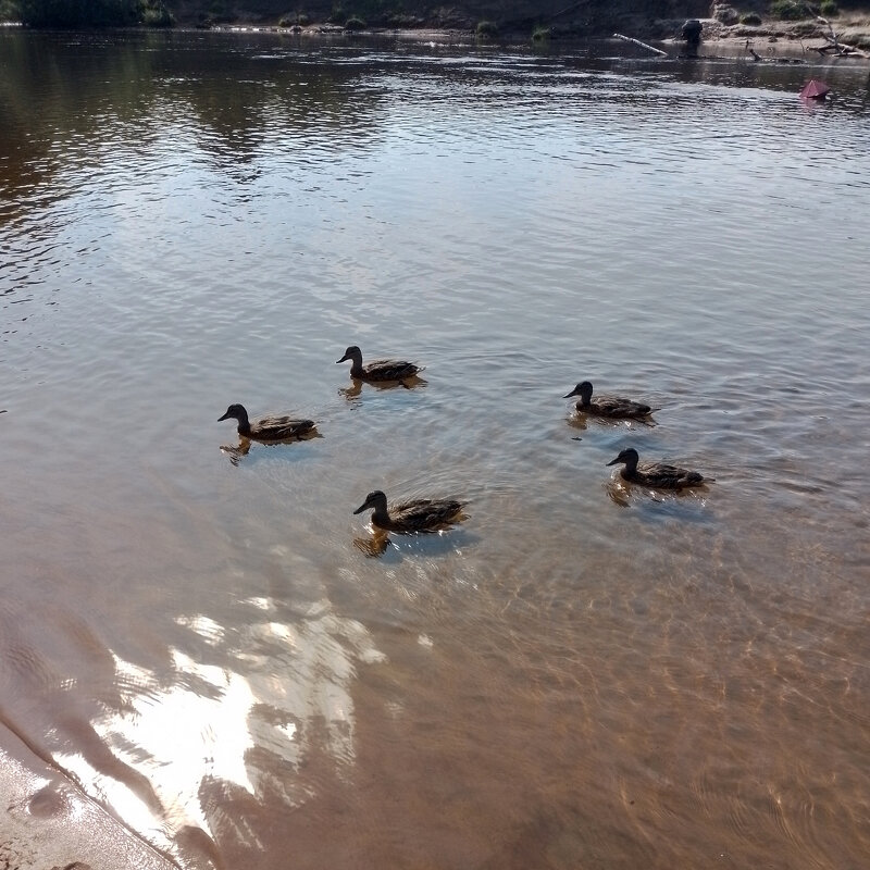 *** - Валентина Береснева