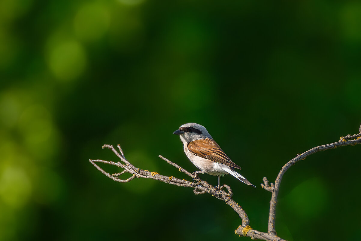 Жулан - Alex Bush