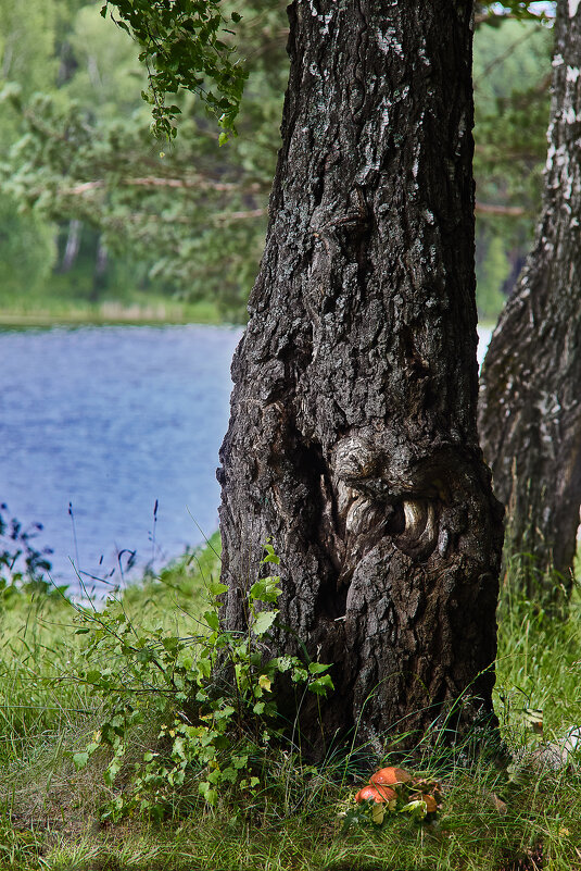 Берёза - Cергей Александров