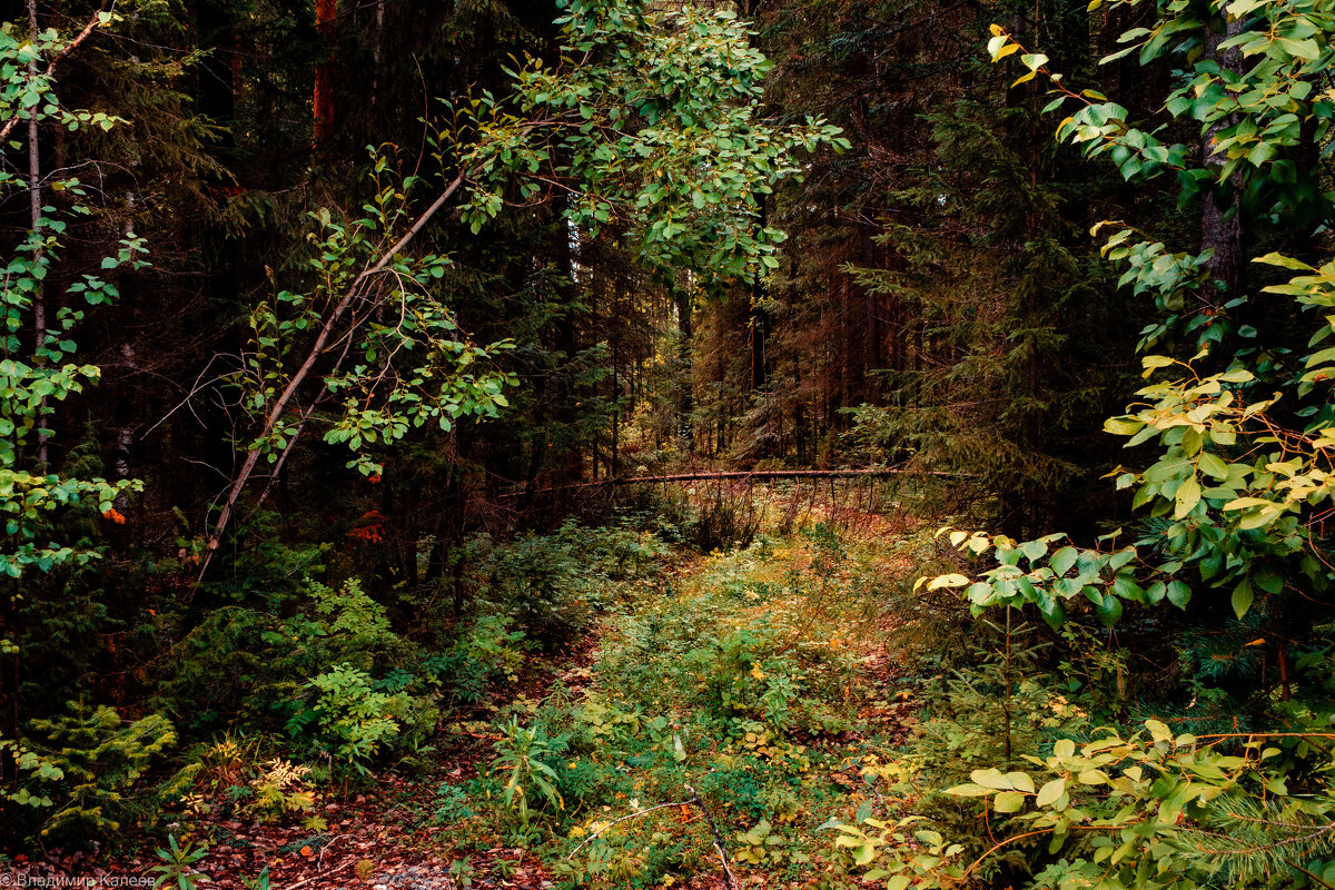 Таинственный лес - Владимир Калеев Таинственный лес - Владимир Калеев