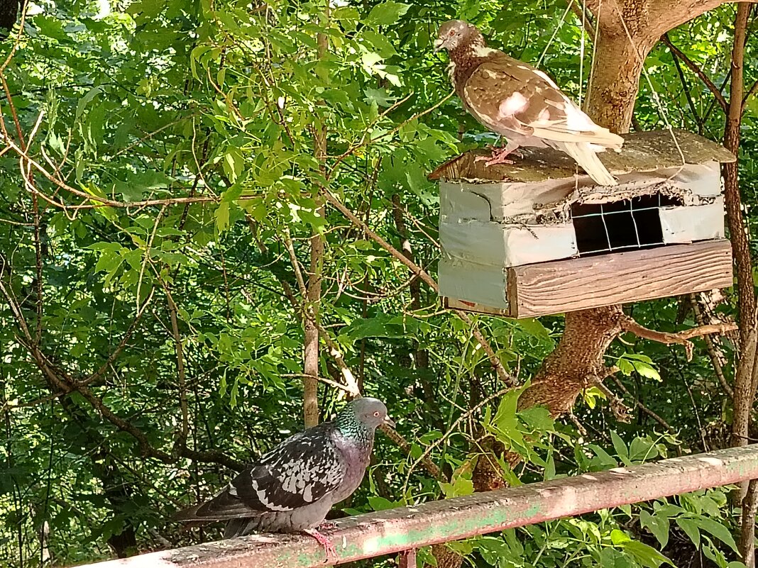 Видит око, да зуб неймет! - Надежда Видит око, да зуб неймет! - Надежда