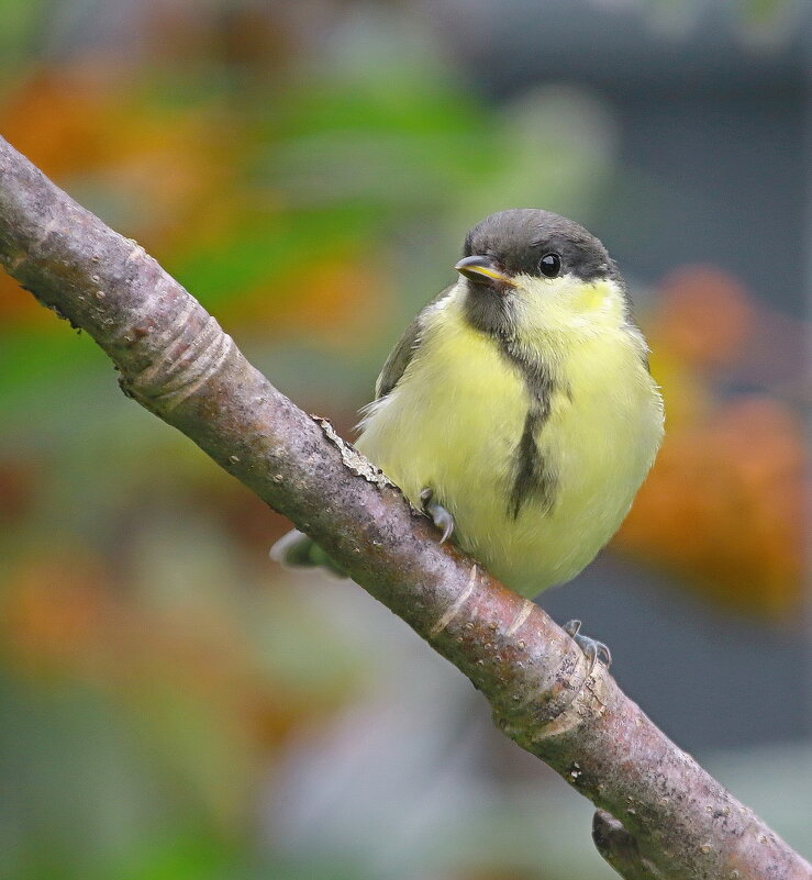 ..расти большой ... - Andrey Bragin ..расти большой ... - Andrey Bragin