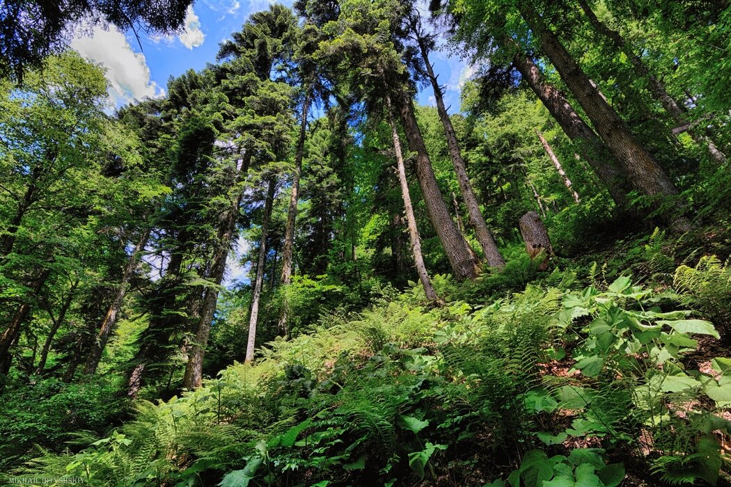 На склоне леса - Mikhail Irtyshskiy