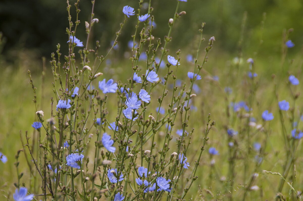 ... - Елена Пономарева ... - Елена Пономарева