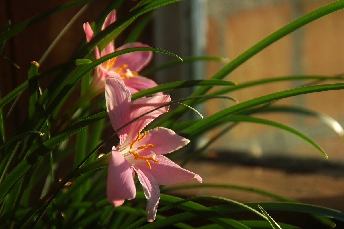 ... - Елена Пономарева ... - Елена Пономарева