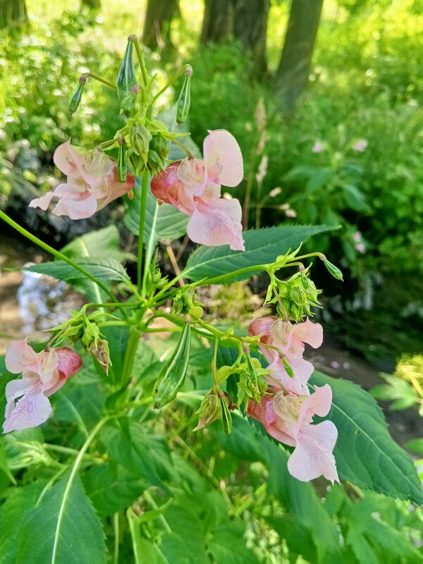 Недотрога - Сапсан 