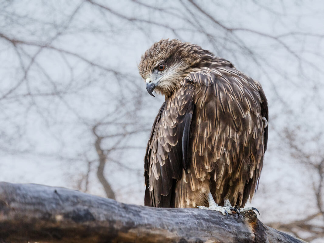 Коршун - SanSan 