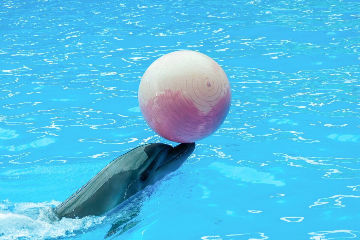 Дельфинарий в поселке Небуг - Игорь Сикорский Дельфинарий в поселке Небуг - Игорь Сикорский