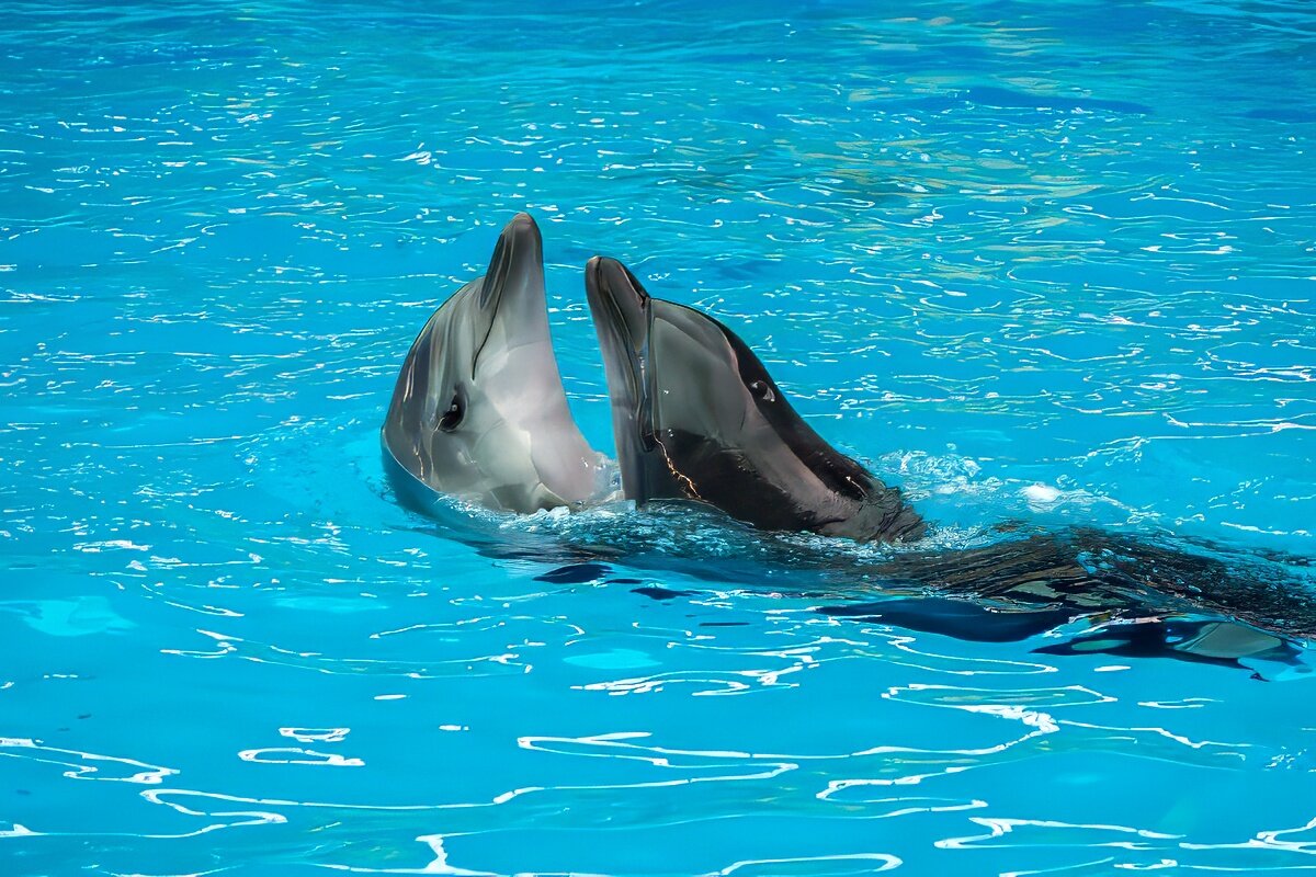 Дельфинарий в поселке Небуг - Игорь Сикорский Дельфинарий в поселке Небуг - Игорь Сикорский