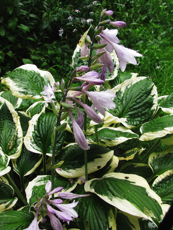 Хоста цветёт - Людмила Смородинская