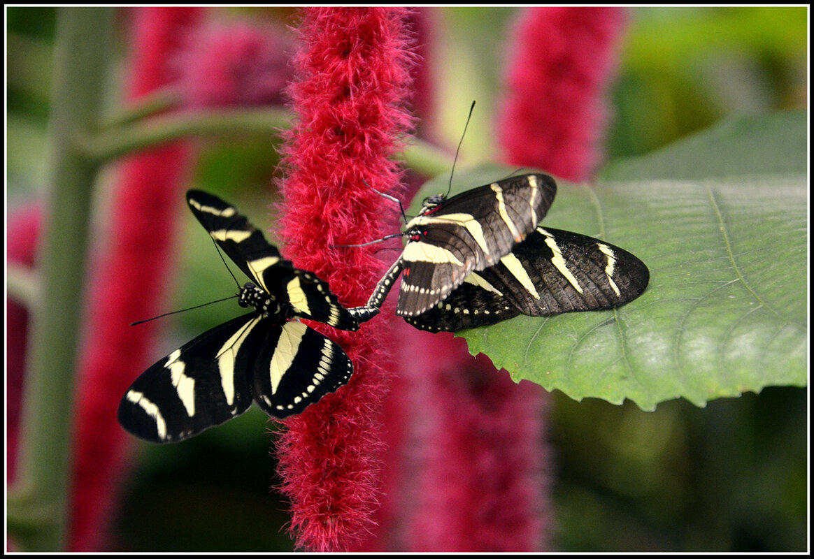 Как прекрасен этот МИР.... - Aleksandr Gal