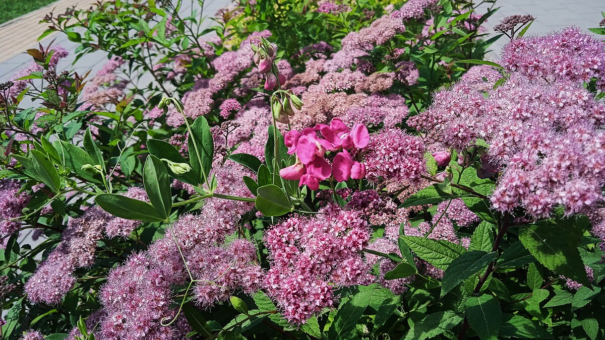 Ах, июнь ! - Елена Шаламова Ах, июнь ! - Елена Шаламова