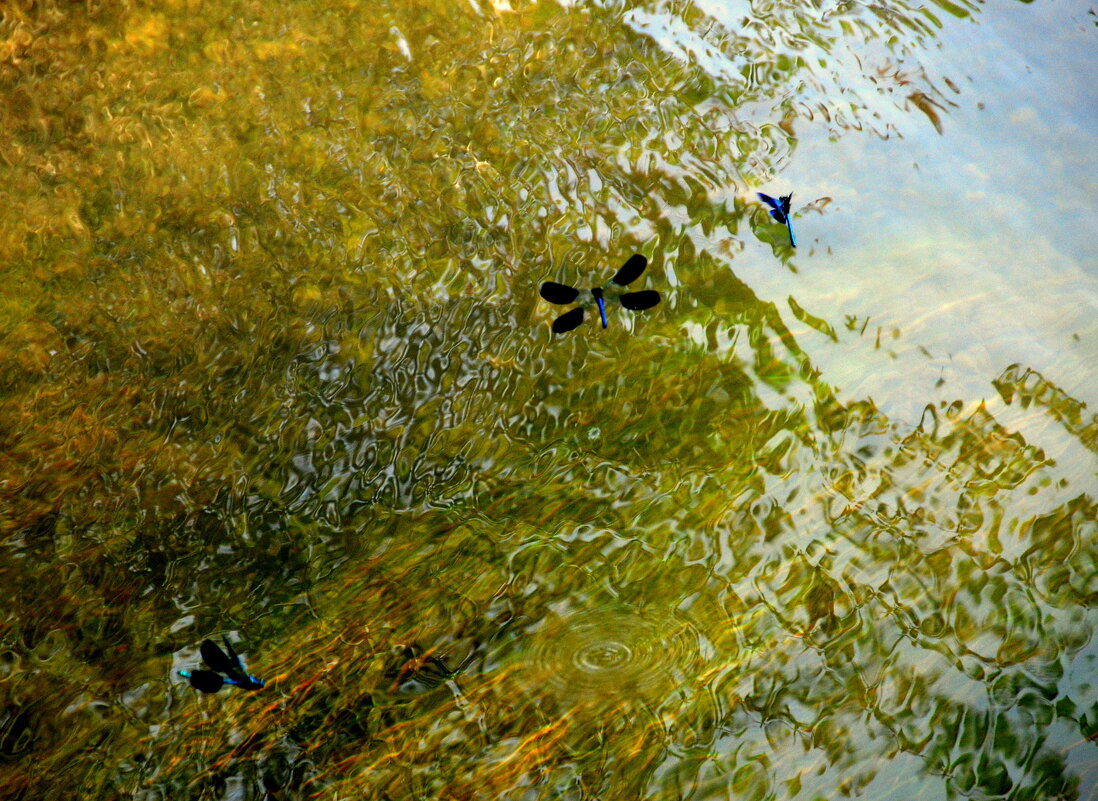 КРАСИВО ЖИТЬ НЕ ЗАПРЕТИШЬ - Юрий Вовк