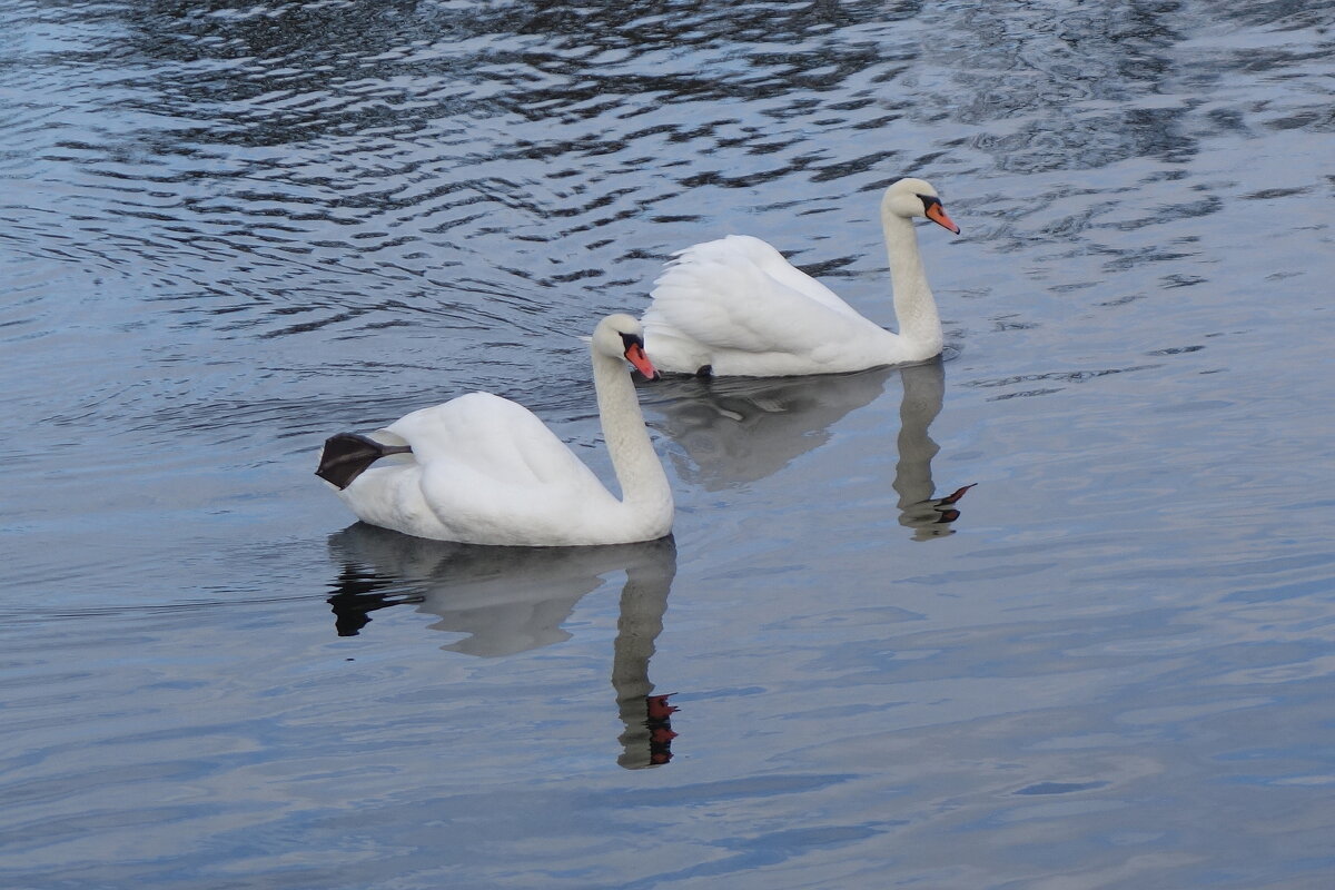 Лебеди - Рита Симонова