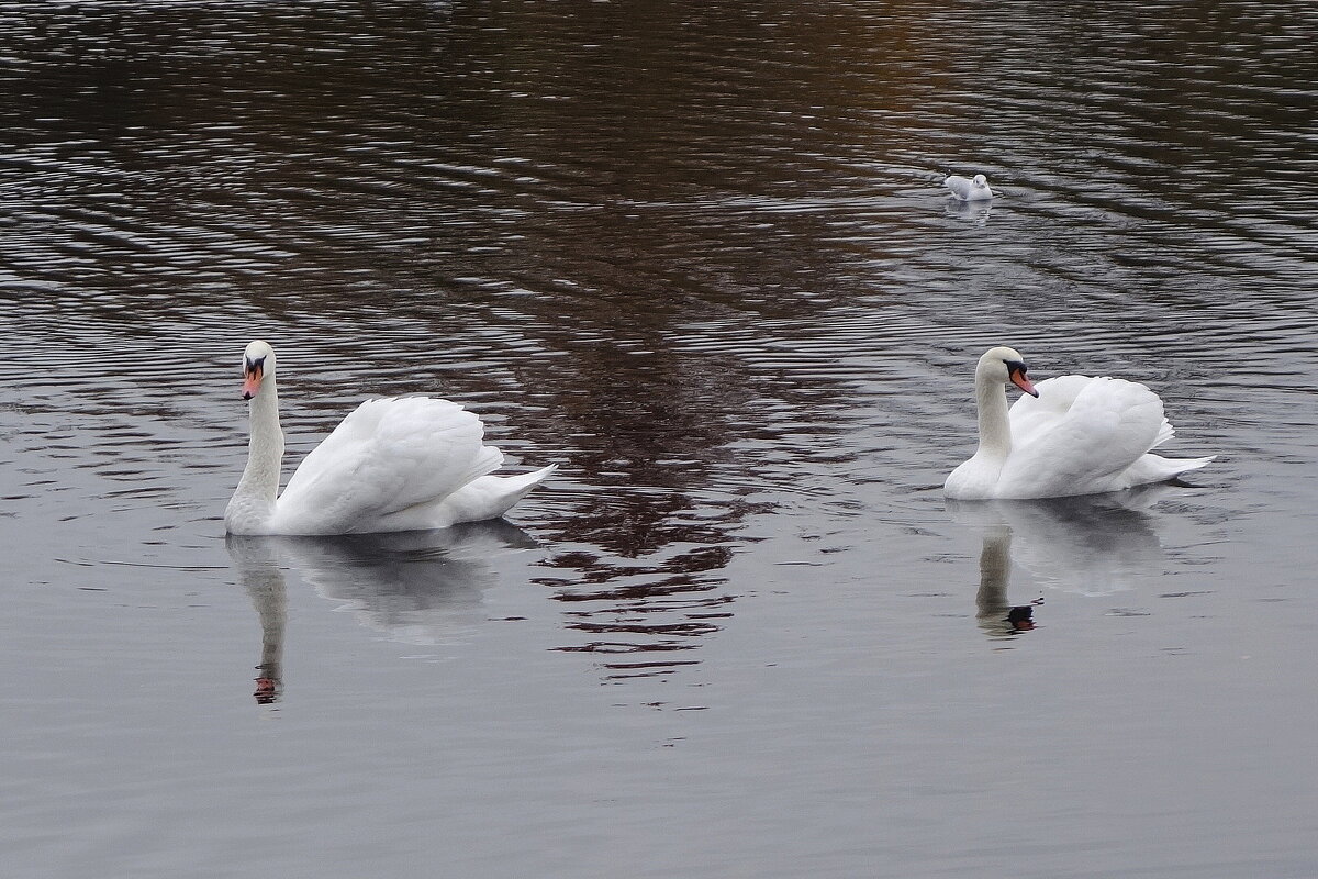 Лебеди - Рита Симонова Лебеди - Рита Симонова