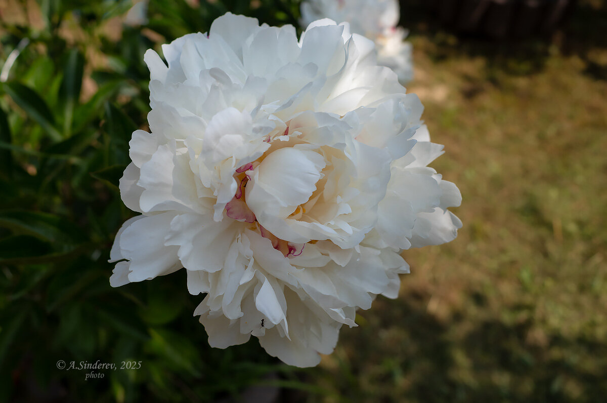 Крупный белый пион - Александр Синдерёв Крупный белый пион - Александр Синдерёв