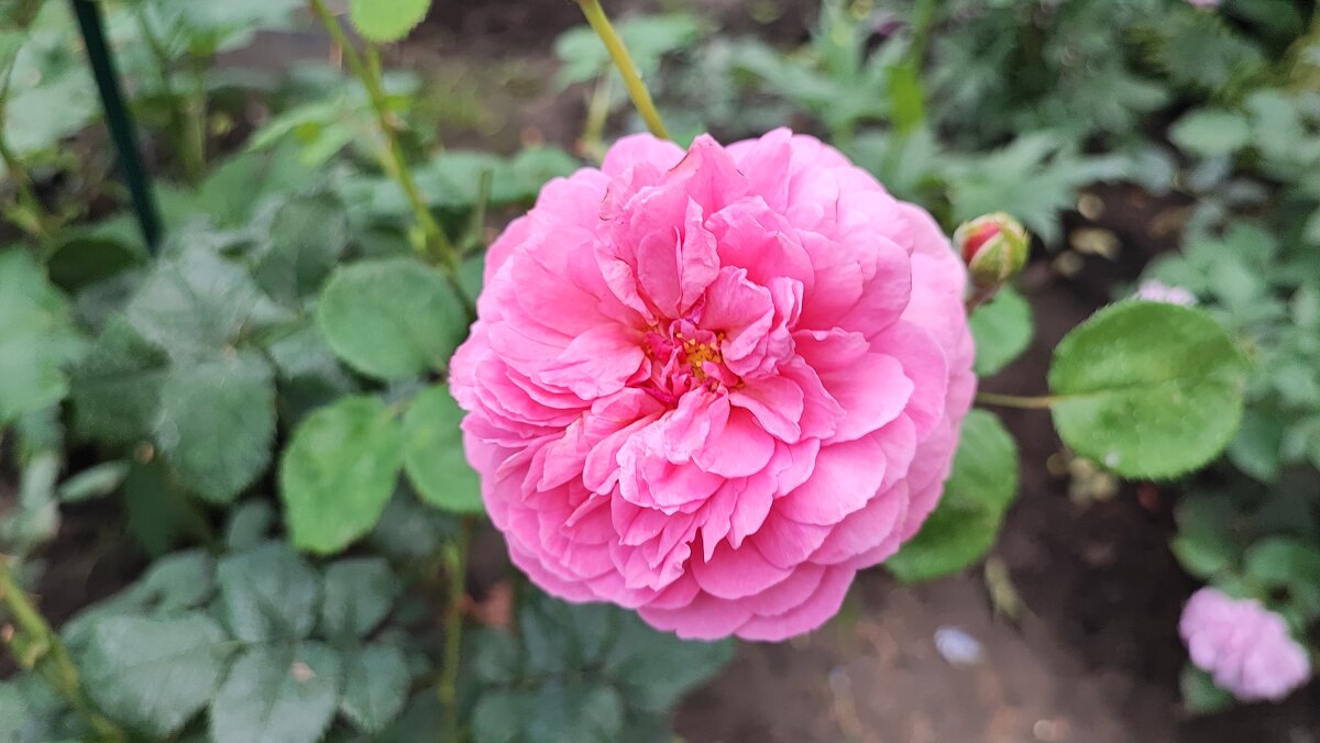 ,,, - Сергей Тимоновский ,,, - Сергей Тимоновский