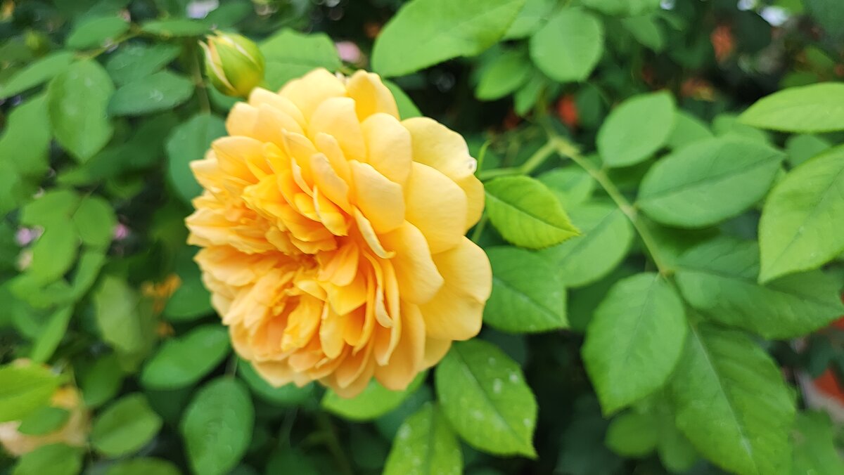 ,,, - Сергей Тимоновский