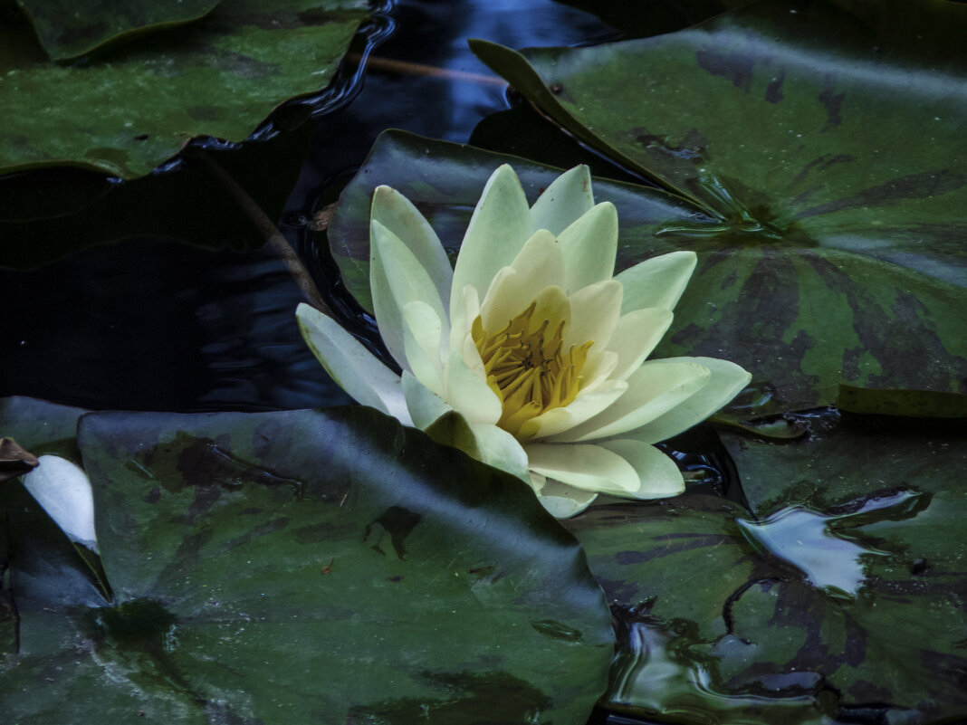 Белая  Лилия - Валентин Семчишин