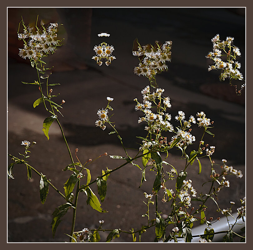 ФОТОЗАРИСОВОЧКА - Владимир Кроливец