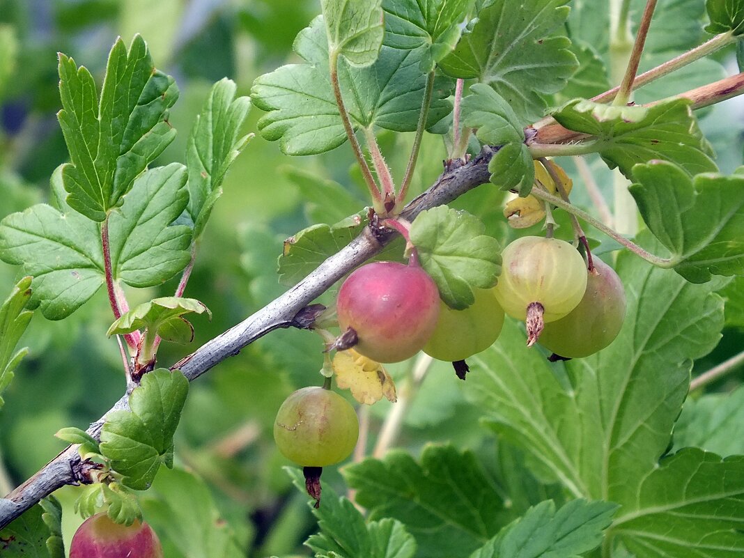 ** - Зоя Мишина