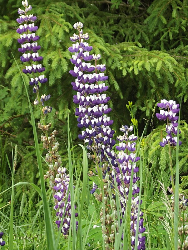 Люпины - Freddy 97