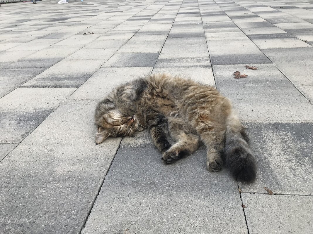 Кото-релакс - Pippa 