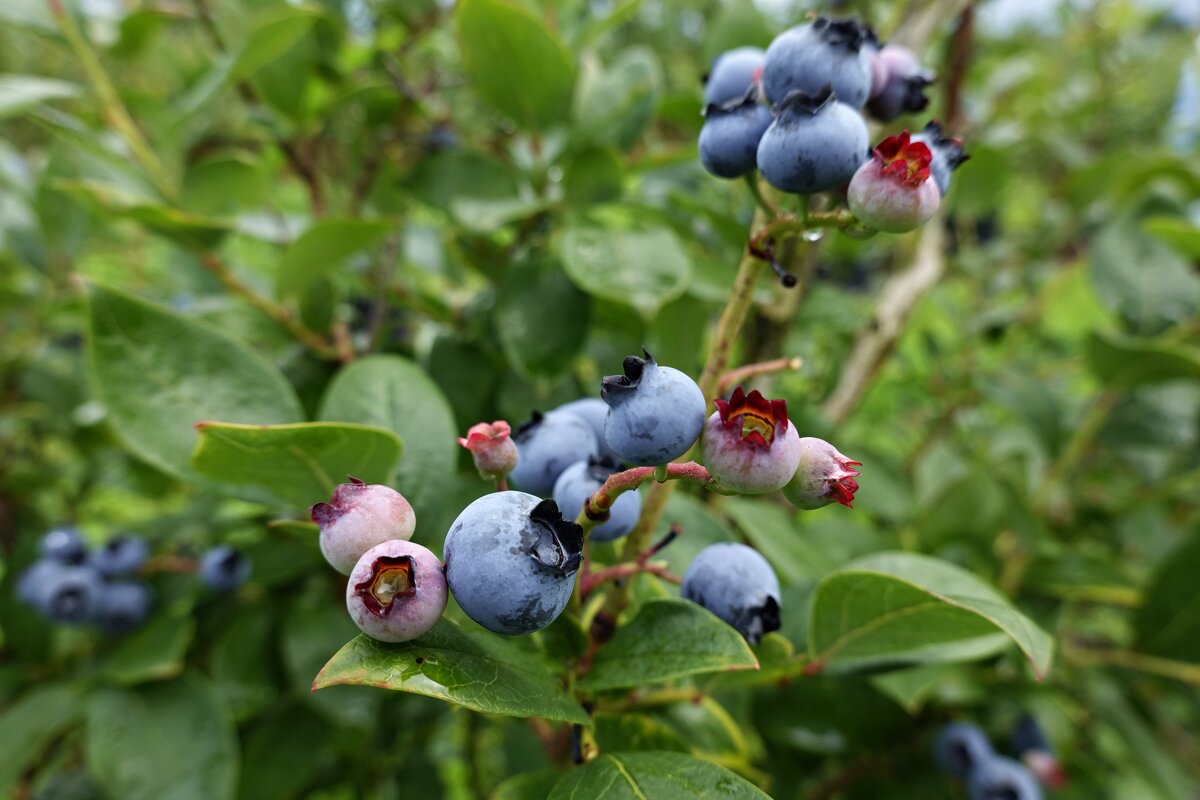 Сладкое лето... - Галина Сладкое лето... - Галина
