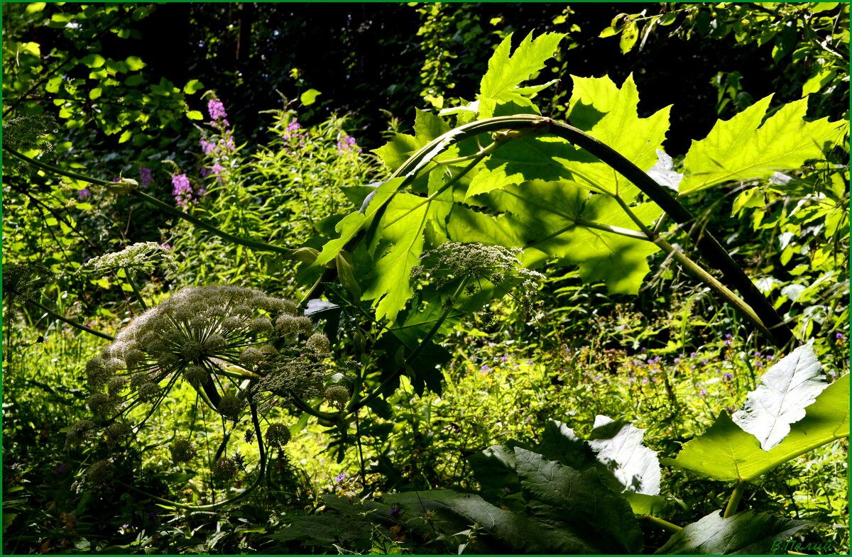 6. И снова здравствуйте! Очень приятно,- борщевик! - Василий Палий