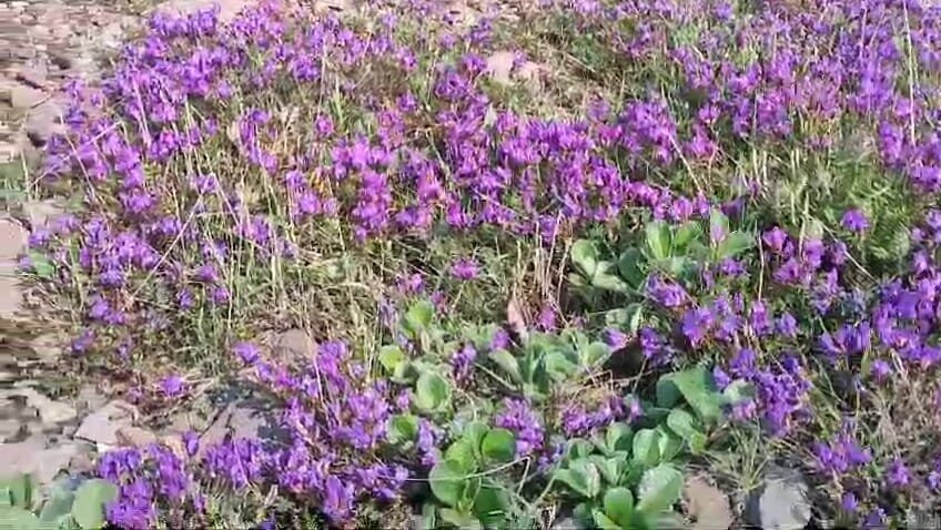 Остролодочник камчатский - Ирэн 