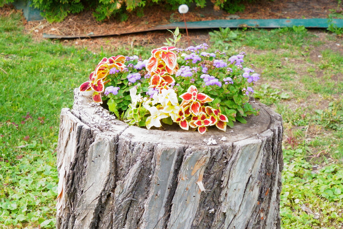 И даже пень... - Сергей Беляев