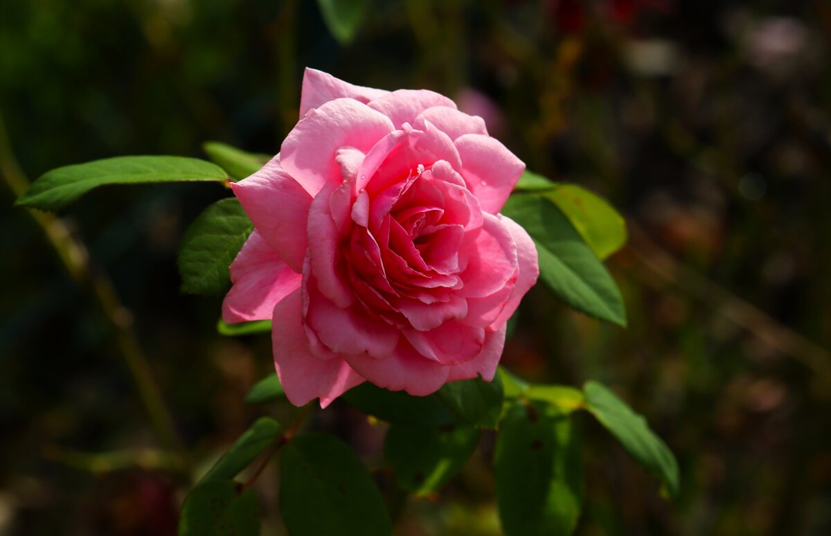 Поговори со мною мама - Юрий. Шмаков