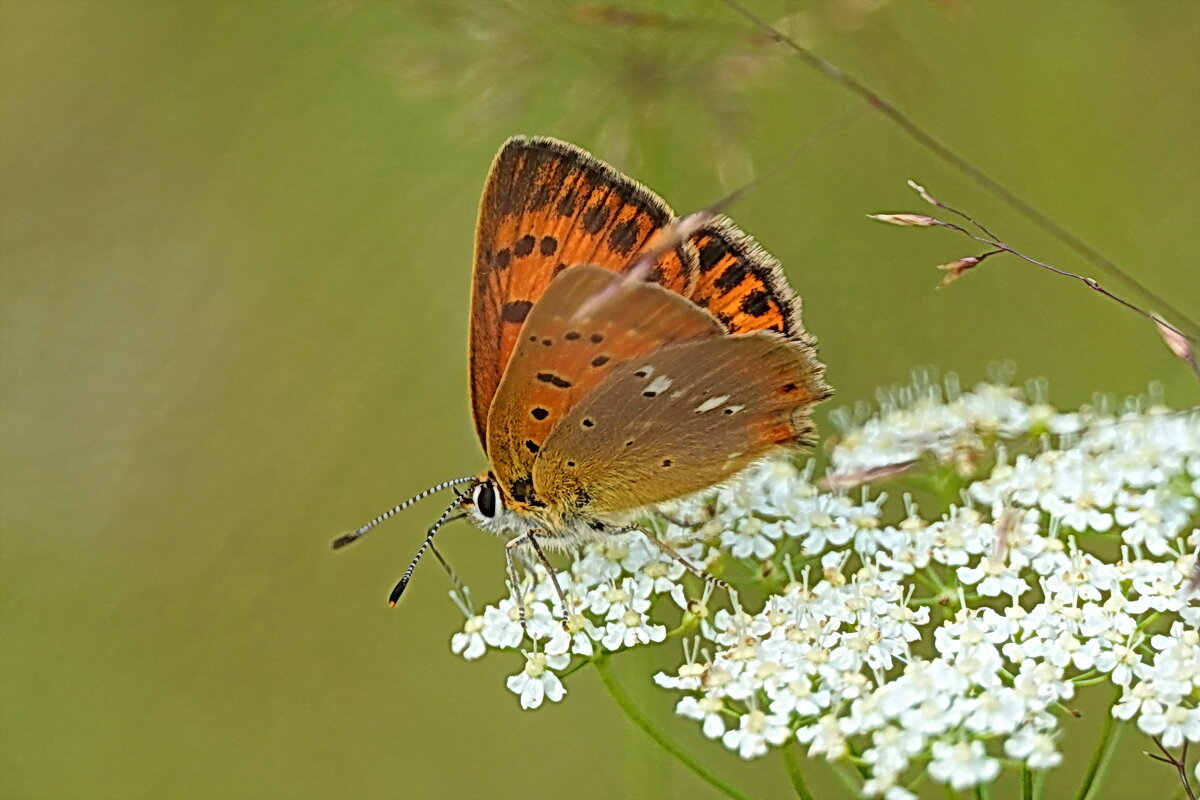 Пламенный привет от червонца пятнистого! - Галина Кан Пламенный привет от червонца пятнистого! - Галина Кан