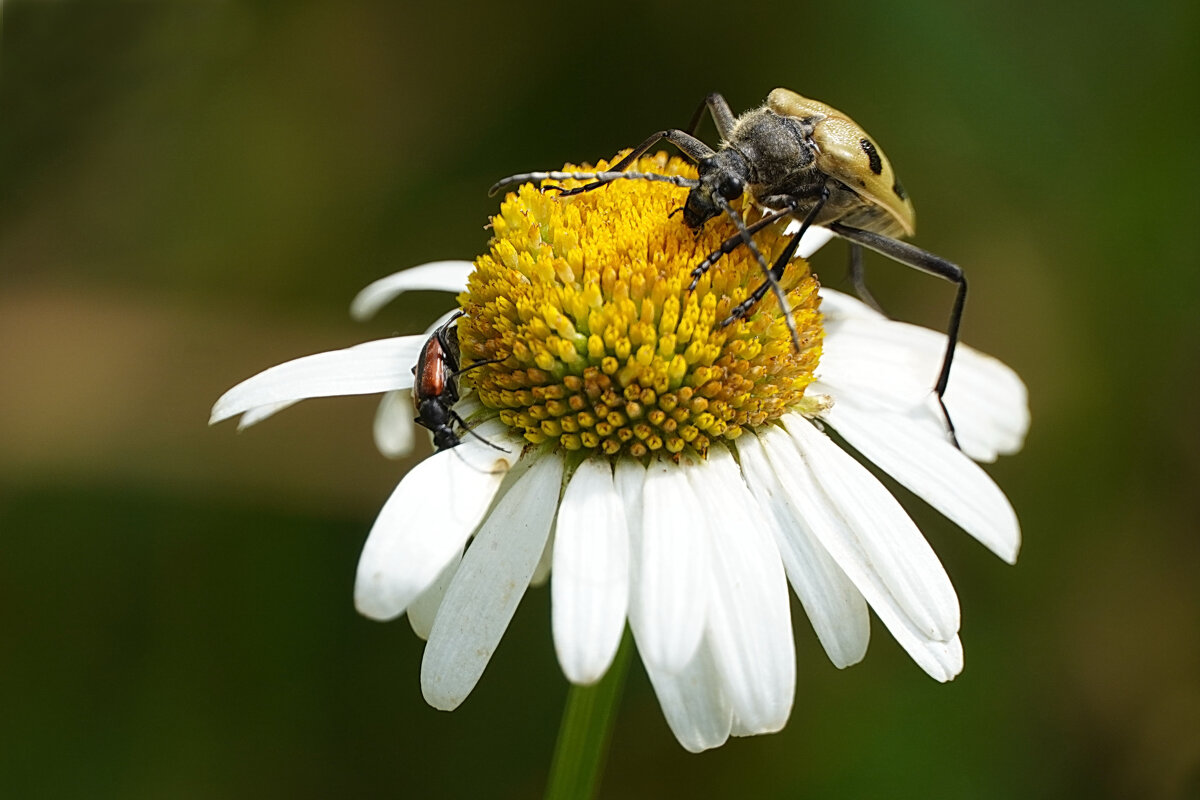 Пожиратели их сердец - Галина Кан Пожиратели их сердец - Галина Кан