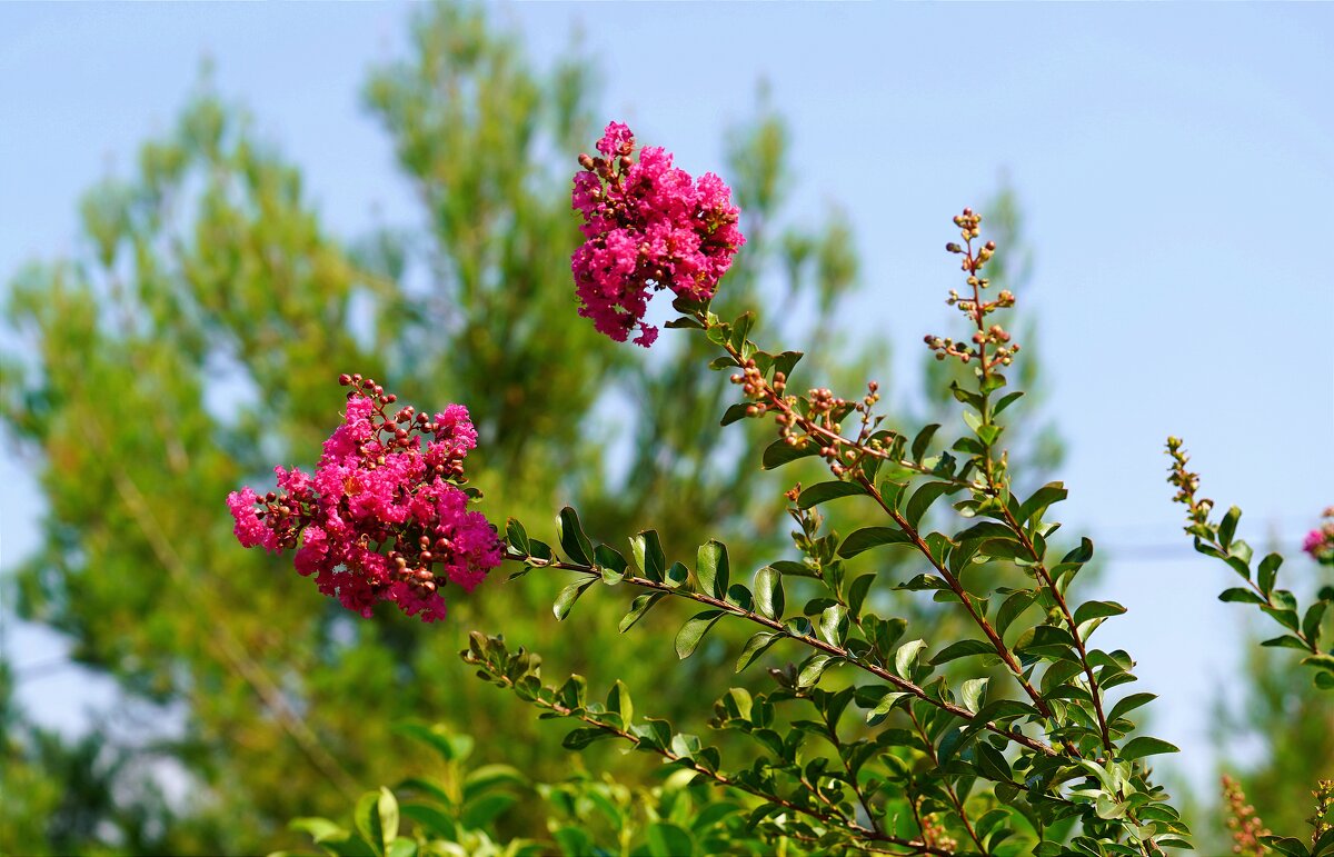 Лагерстремия индийская - Татьяна Тюменка Лагерстремия индийская - Татьяна Тюменка