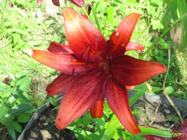 Лилия азиатская Ред Флейвор - Дмитрий Никитин