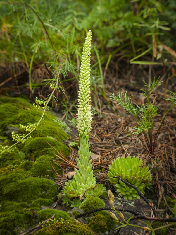 Заячья капуста - Вадим Басов