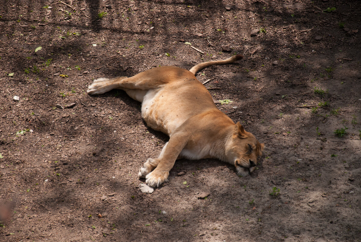 Калининград. Зоопарк - Андрей 